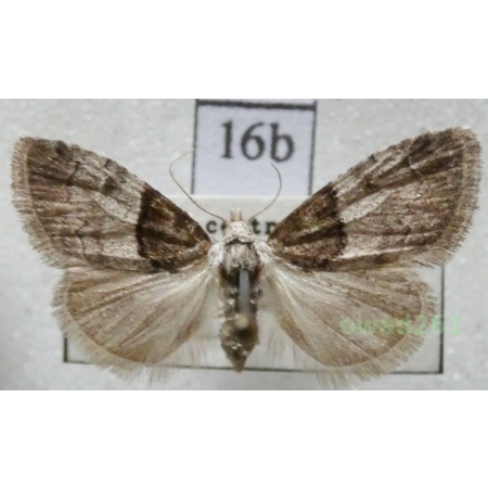 Nola cucullatella (Linnaeus, 1758) Czech16b